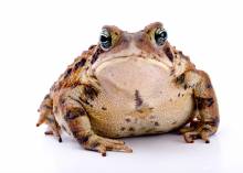 Cane Toad