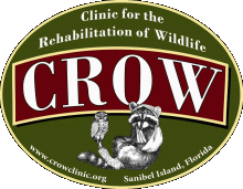 Crow Logo