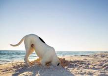 Dog with head buried in beach sand