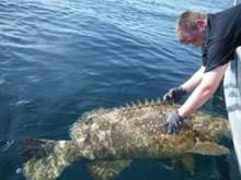 Man catching goliath grouper