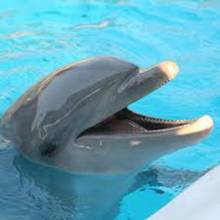 Sanibel Dolphin