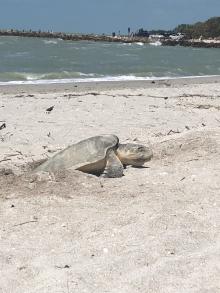 Kemp Ridley Turtle on Turner Beach
