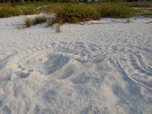 Leatherback turtle tracks in the sand