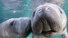 Manatees