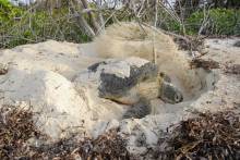 Turtle nesting