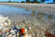 Sanibel Shells