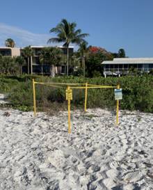 Sea Turtle Nest