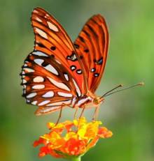 Gulf Fritillary 