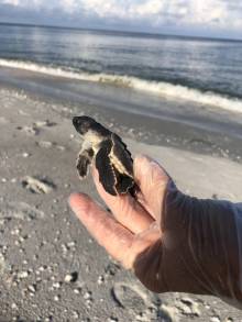 Sanibel Sea Turtle Hatching