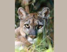 Florida Panther