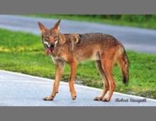 Coyote on Sanibel 