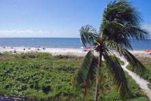 Sanibel view with palm tree