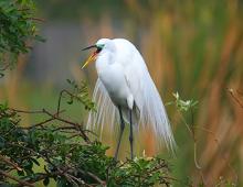 White Egret