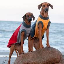 Dogs in winter coats on Beach 