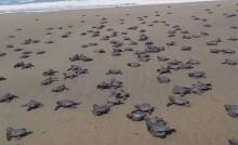 sanibel island sea turtles