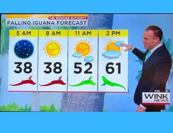 Iguana Forcast