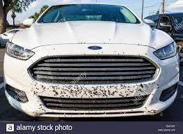 Love bugs on a white car