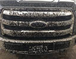 Love bugs on a black truck grill