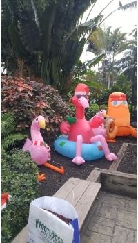 flamingos at Jerry’s Plaza