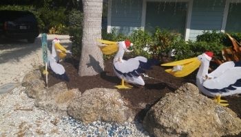 These pelicans 