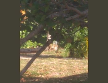 Panther located on Jamaica Drive