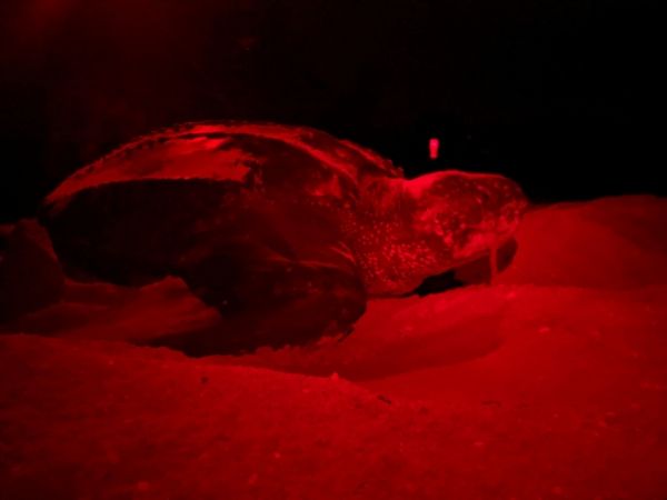 Sanibel Leatherback