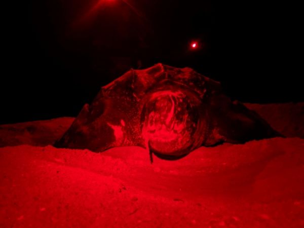 Sanibel Leatherback face