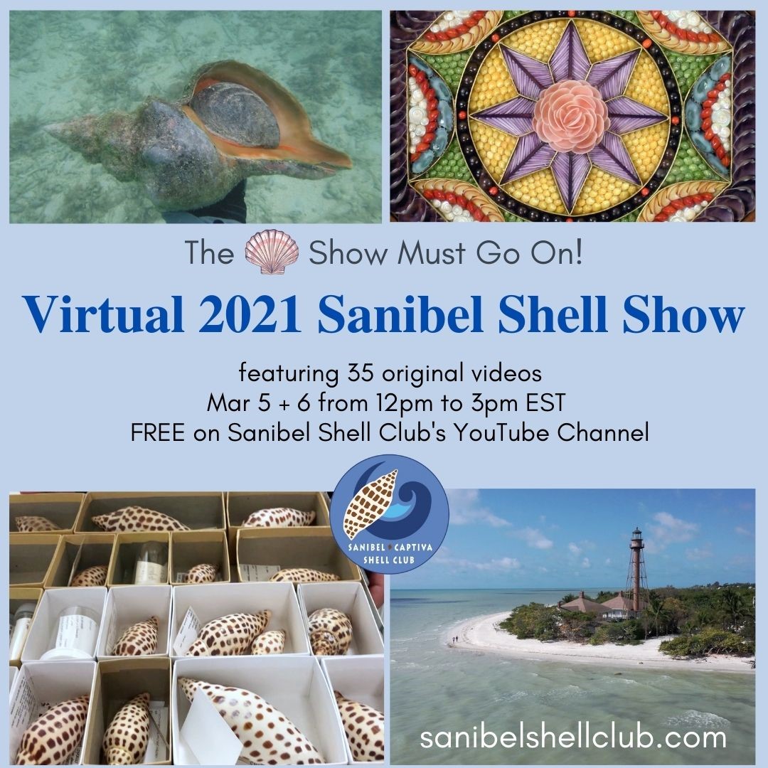 Virtual 2021 Sanibel Shell Show